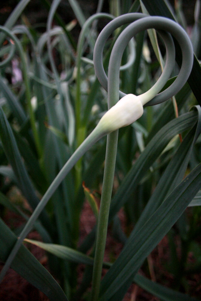 Garlic scape